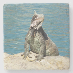 Porta-copo De Pedra Fotografia da Vida Selvagem Tropical de Iguana