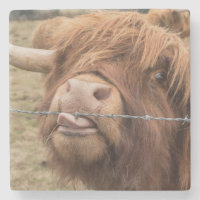 Fotografia escocesa da vaca das montanhas