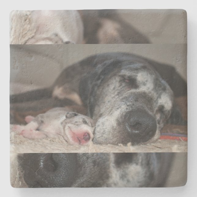 Porta-copo De Pedra Fotografia Great Dane Limestone Coasters  (Frente)