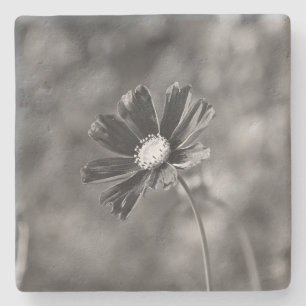 Porta-copo De Pedra Fotografia quadrada Limestone Coasters