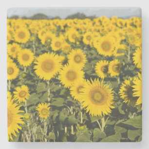 Porta-copo De Pedra França, Provença, Valensole. Domínio