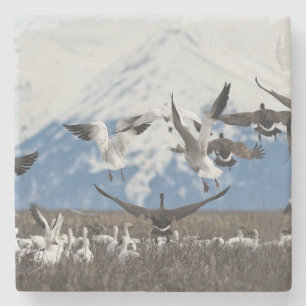 Porta-copo De Pedra Gansos espalhados