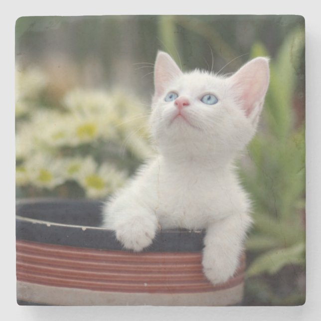 Porta-copo De Pedra Gatinho branco turco (Frente)
