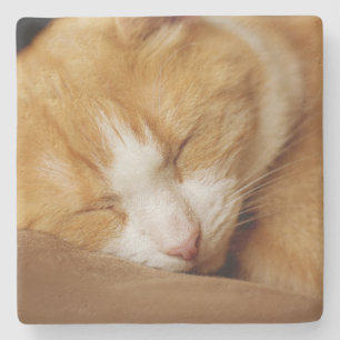 Porta-copo De Pedra Gatinho dormindo