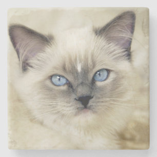 Porta-copo De Pedra Gatinho Ragdoll