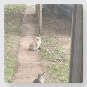 Porta-copo De Pedra Gato