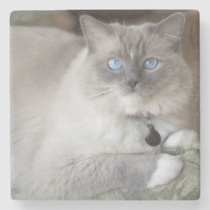 Porta-copo De Pedra Gato fêmea de Ragdoll