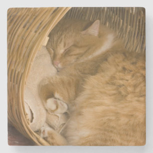 Porta-copo De Pedra Gato laranja dormindo na cesta