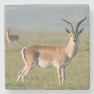 Porta-copo De Pedra Gazela de Grant, Cratera de Ngorongoro, Ngorongoro