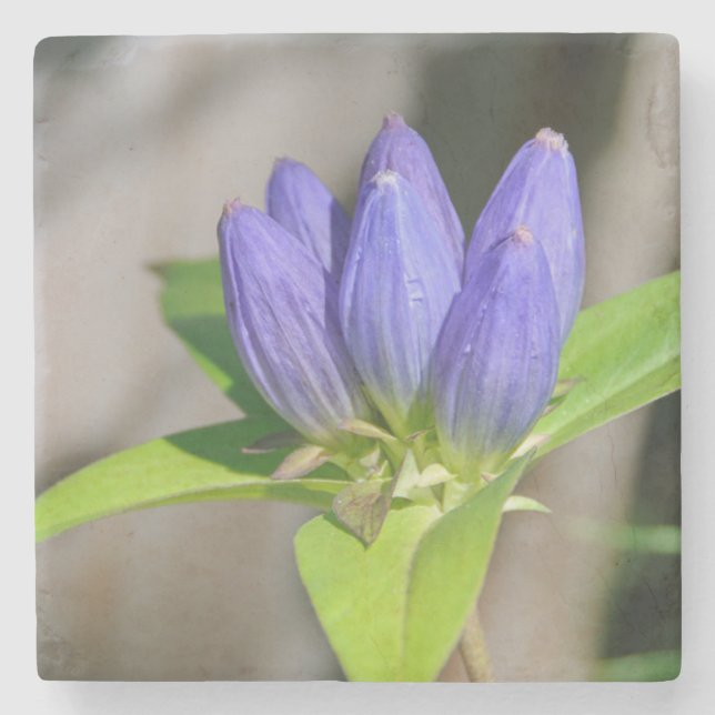 Porta-copo De Pedra genciana (Frente)