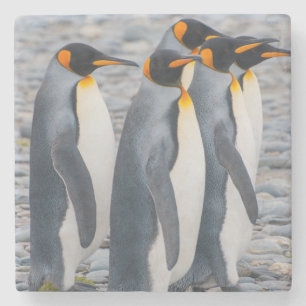 Porta-copo De Pedra Geórgia sul. Pinguins de rei