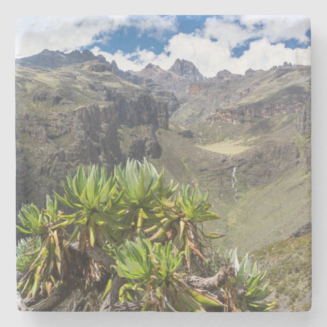 Porta-copo De Pedra Giant Groundsel Ou Dendrosenecio (Frente)