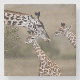 Porta-copo De Pedra Girafa Masai (Giraffa tippelskirchi)