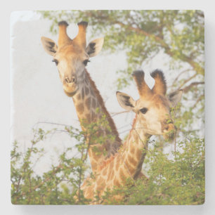 Porta-copo De Pedra Girafas Espiando Acima da Vegetação