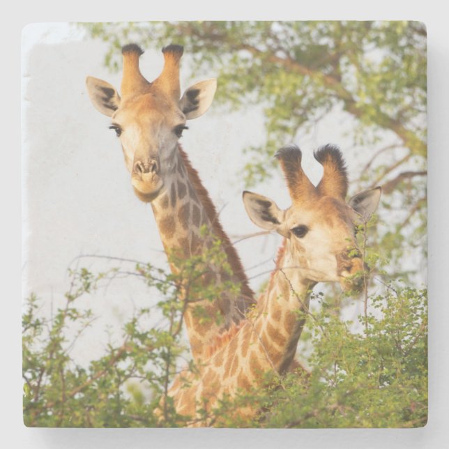 Porta-copo De Pedra Girafas Espiando Acima da Vegetação (Frente)