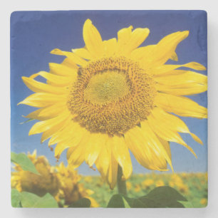 Porta-copo De Pedra Girassóis (Helianthus Annuus), Perto de Senekal