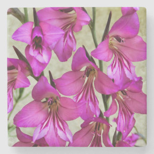 Porta-copo De Pedra Gladiolus bizantino