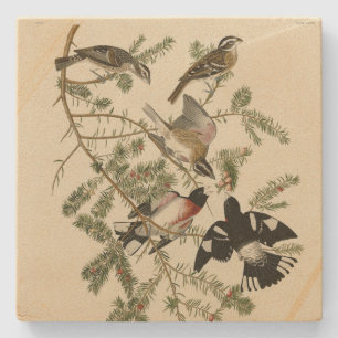 Porta-copo De Pedra Grosbeak, Grosbeak de rosa, Aves da América de Aud