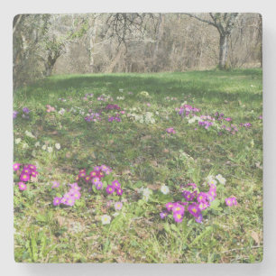 Porta-copo De Pedra Harbinger de Primavera