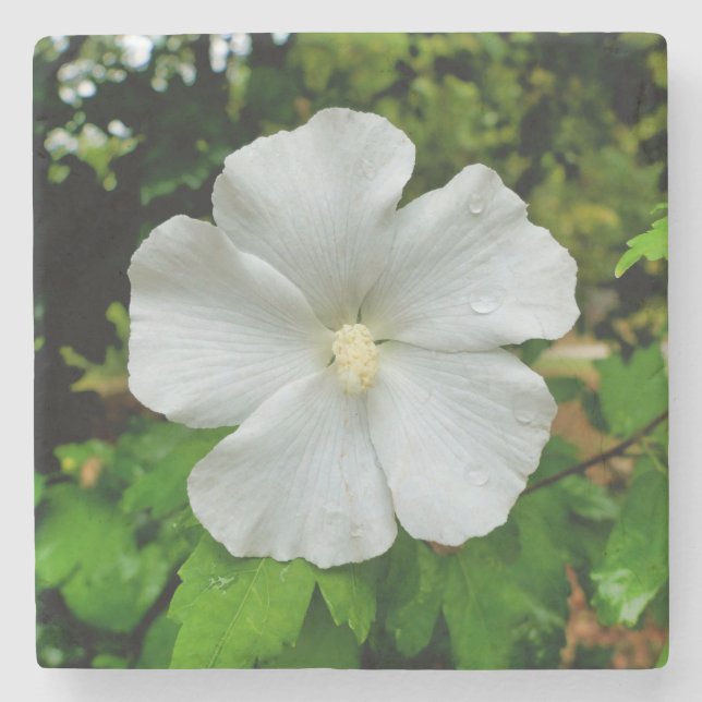 Porta-copo De Pedra Hibiscus (Frente)