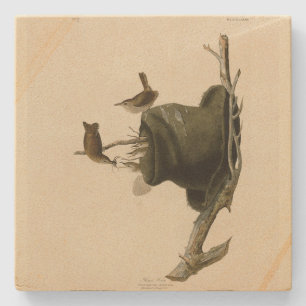 Porta-copo De Pedra House Wren from Audubon's Birds of America