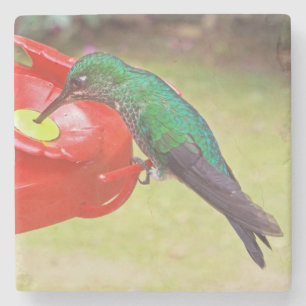 PORTA-COPO DE PEDRA HUMMINGBIRD/ÁGUA DE REBOQUE/PORTA COPOS DE PEDRA