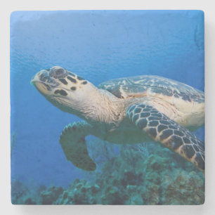 Porta-copo De Pedra Ilhas Cayman, Little Cayman Island, Subaquático 2