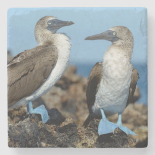 Porta-copo De Pedra Ilhas Galápagos, Ilha Isabela