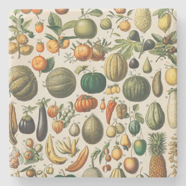 Porta-copo De Pedra Ilustração Científica Botânica Vegetal fruta (Frente)