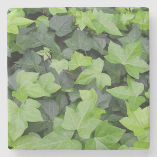 Porta-copo De Pedra Impressão de Botânica de Ivy Verde