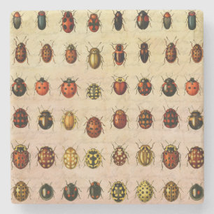 Porta-copo De Pedra Inseto do Inseto Ladybug Ladybird Beetle