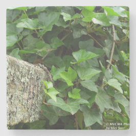 Porta-copo De Pedra Ivy e Lichens - Martha's Vineyard