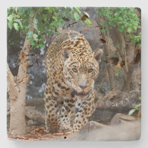 Porta-copo De Pedra Jaguar20150501