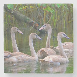 Porta-copo De Pedra Jovens Swans Nadando