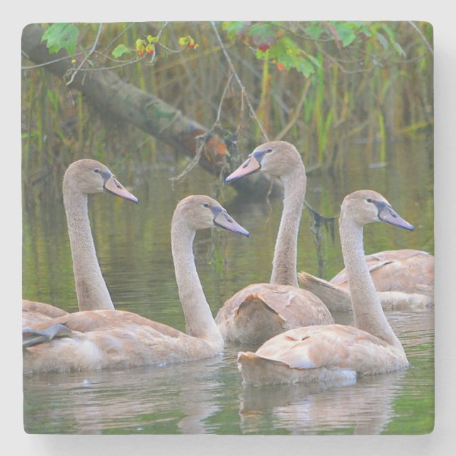 Porta-copo De Pedra Jovens Swans Nadando (Frente)