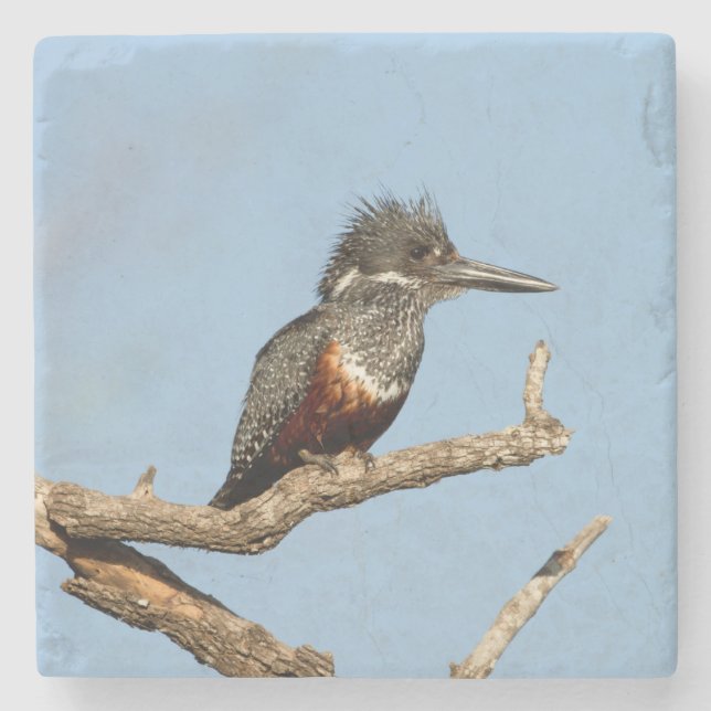 Porta-copo De Pedra Kingfisher gigante (Frente)