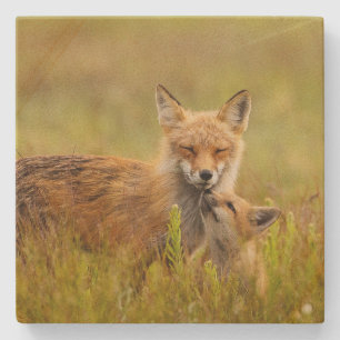 Porta-copo De Pedra Kit de Raposa Vermelha olhando para Momma Vixen