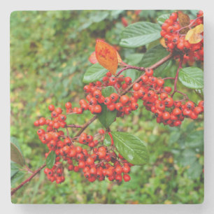 Porta-copo De Pedra Lagteus de Cotonou