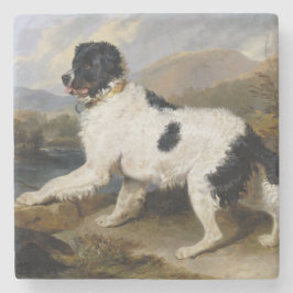 Porta-copo De Pedra Landseer Newfoundland Dog (Black and White Animal)