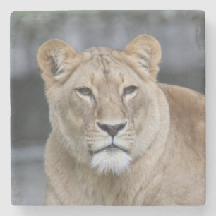 Porta-copo De Pedra Leão 004