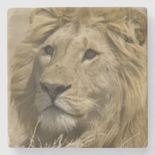 Porta-copo De Pedra Leão Africano, Panthera leo, Retrato de um