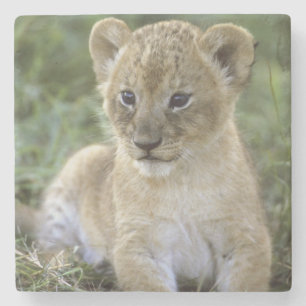Porta-copo De Pedra leão-africano, Panthera leo), Tanzânia,