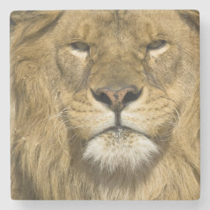 Porta-copo De Pedra Leão de Barbary do africano, Panthera leo leo, um