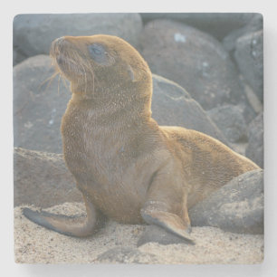 Porta-copo De Pedra Leão-marinho-das-galápagos