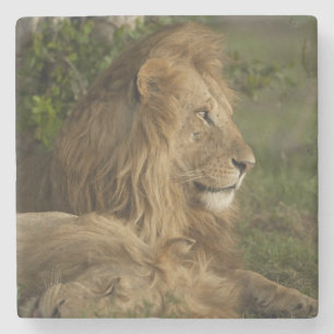 Porta-copo De Pedra Leão, Panthera leo, Lower Mara, Masai Mara GR,