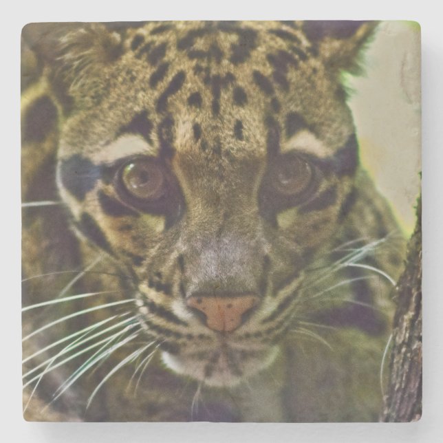 Porta-copo De Pedra Leopardo nublado (Frente)