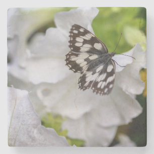 Porta-copo De Pedra Linda Borboleta Preta e Branca numa Flor