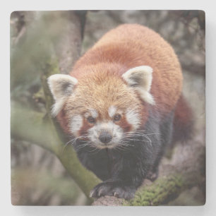 Porta-copo De Pedra Linda Panda Vermelha em uma filial