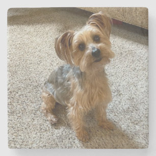 Porta-copo De Pedra Lindo cão Westie / Yorkie para derreter seu coraçã