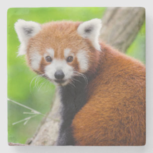 Porta-copo De Pedra Lindo Panda Vermelho (Ailurus fulgens)